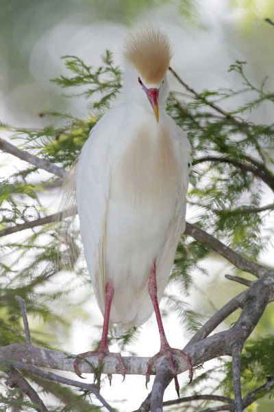 FL Cattle egret in breeding plumage on limb